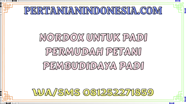 Nordox Untuk Padi Permudah Petani Pembudidaya Padi